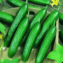 Load image into Gallery viewer, Produce - Cucumber Persian Organic - 1 lb
