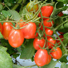 Load image into Gallery viewer, Produce - Tomato Grape Cherry Organic (1 pt/10-12 oz)
