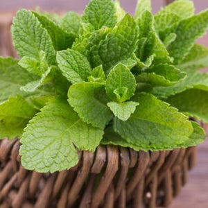 Herbs - Mint Fresh Organic (1.5 oz)